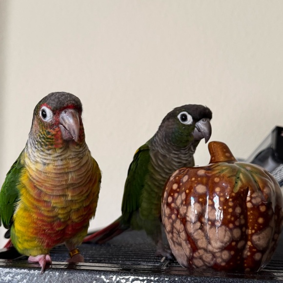 Meet your Posher, Cheyenne - Picture 1 of 1